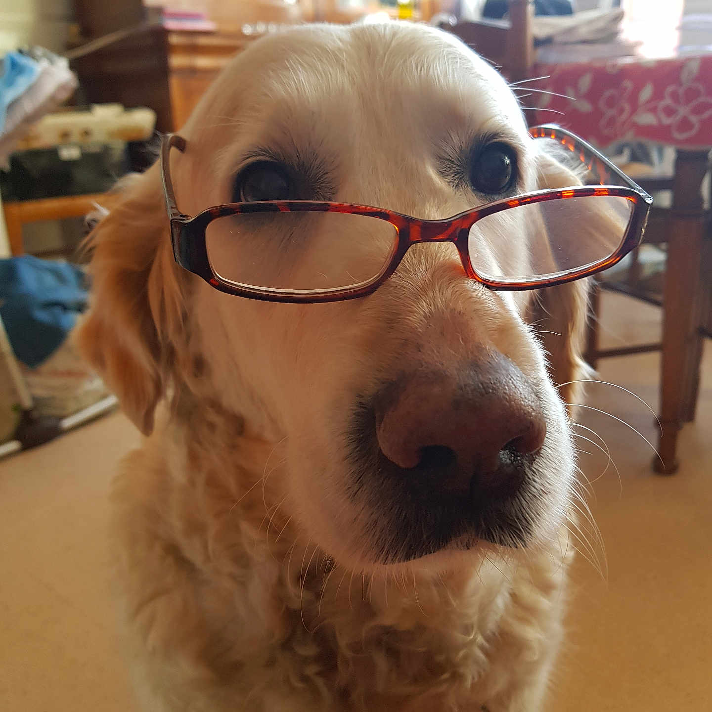 Azalie a rejoint le concours — aidez-le/la à gagner de superbes lots ! animal, close_up, companionship, curly_fur, cute, dog, domestic, eyes, face, friendly, fur, glasses, golden_retriever, household, indoor, mammal, nose, pet, portrait, whiskers