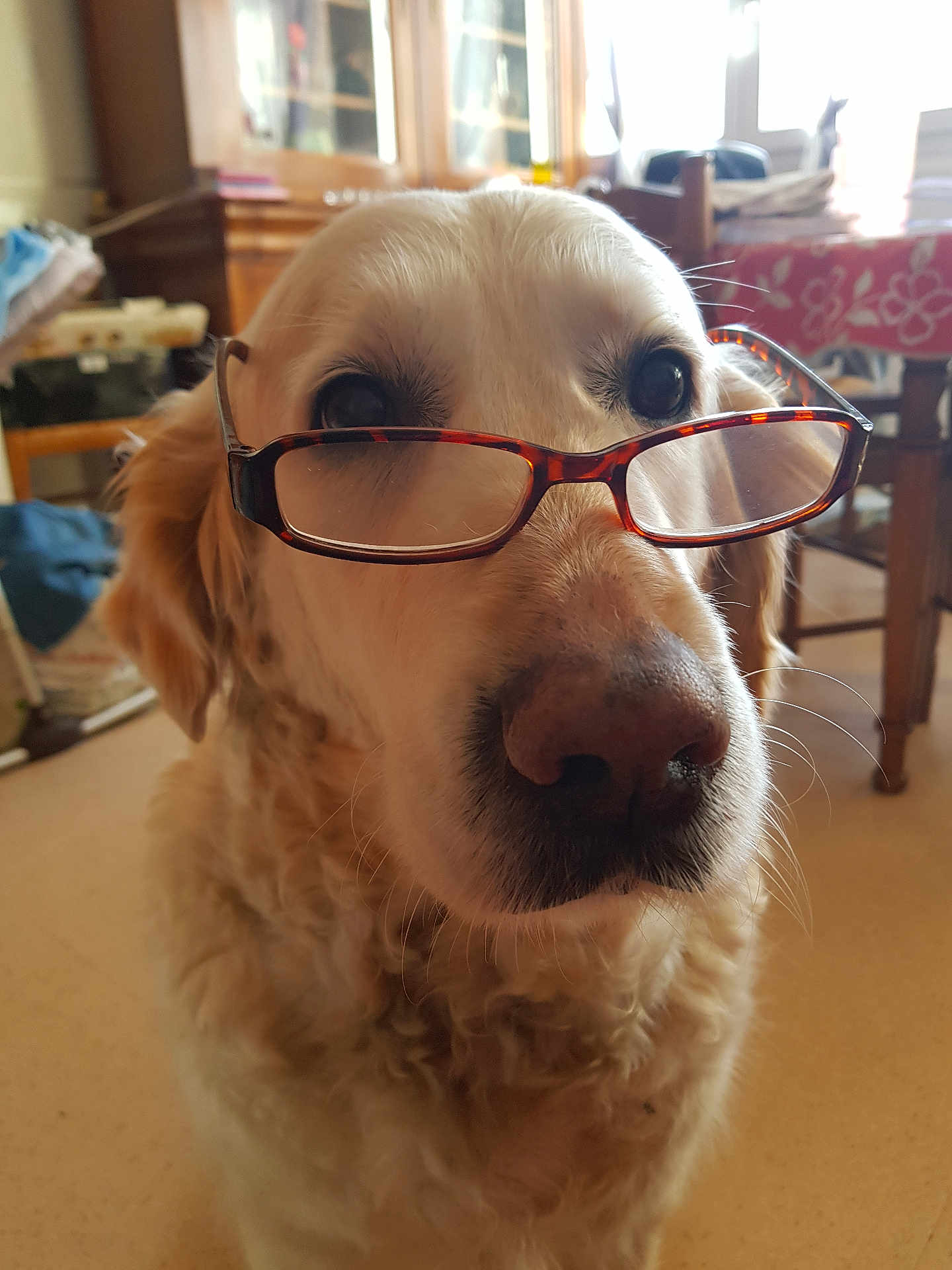 Azalie a rejoint le concours — aidez-le/la à gagner de superbes lots ! animal, close_up, companionship, curly_fur, cute, dog, domestic, eyes, face, friendly, fur, glasses, golden_retriever, household, indoor, mammal, nose, pet, portrait, whiskers