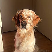 Sky participe au concours pour gagner de l'argent avec cette photo : dog, indoor, sunlight, brown, white, pet, animal, calm, sitting, fur, spotted, ears, portrait, floor, door, quiet, looking, muzzle, long_fur, companion