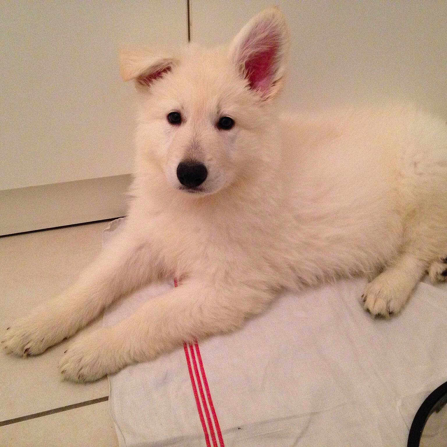 Jersey White