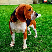 Neptune a rejoint le concours — aidez-le/la à gagner de superbes lots ! dog, beagle, pet, animal, grass, outdoor, lawn, fence, playground, greenery, ears, snout, fur, canine, side_view, alert, standing, nature, yard, summer