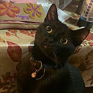 Midnight is registered to the contest to win money with this photo: black_cat, bottle, cat, charm, close_up, collar, curious, domestic_animal, ears, embroidered_cloth, face, feline, floral_pattern, household, indoor, looking_up, pet, tablecloth, whiskers, wide_eyes