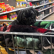 Daysee Lynn joined the competition — help win amazing prizes! puppy, dog, shopping_cart, blanket, pet_store, shelf, pet_food, black_dog, small_dog, curious, cute, indoors, store_aisle, fur, pet_supplies, animal, shopping, young_dog, looking, resting