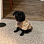Daysee Lynn is registered to the contest to win money with this photo: dog, puppy, black_dog, pet, indoor, carpet, wood_floor, door, collar, shirt, animal, sitting, cute, small_dog, floor, furniture_leg, tag, looking, curious, young_dog