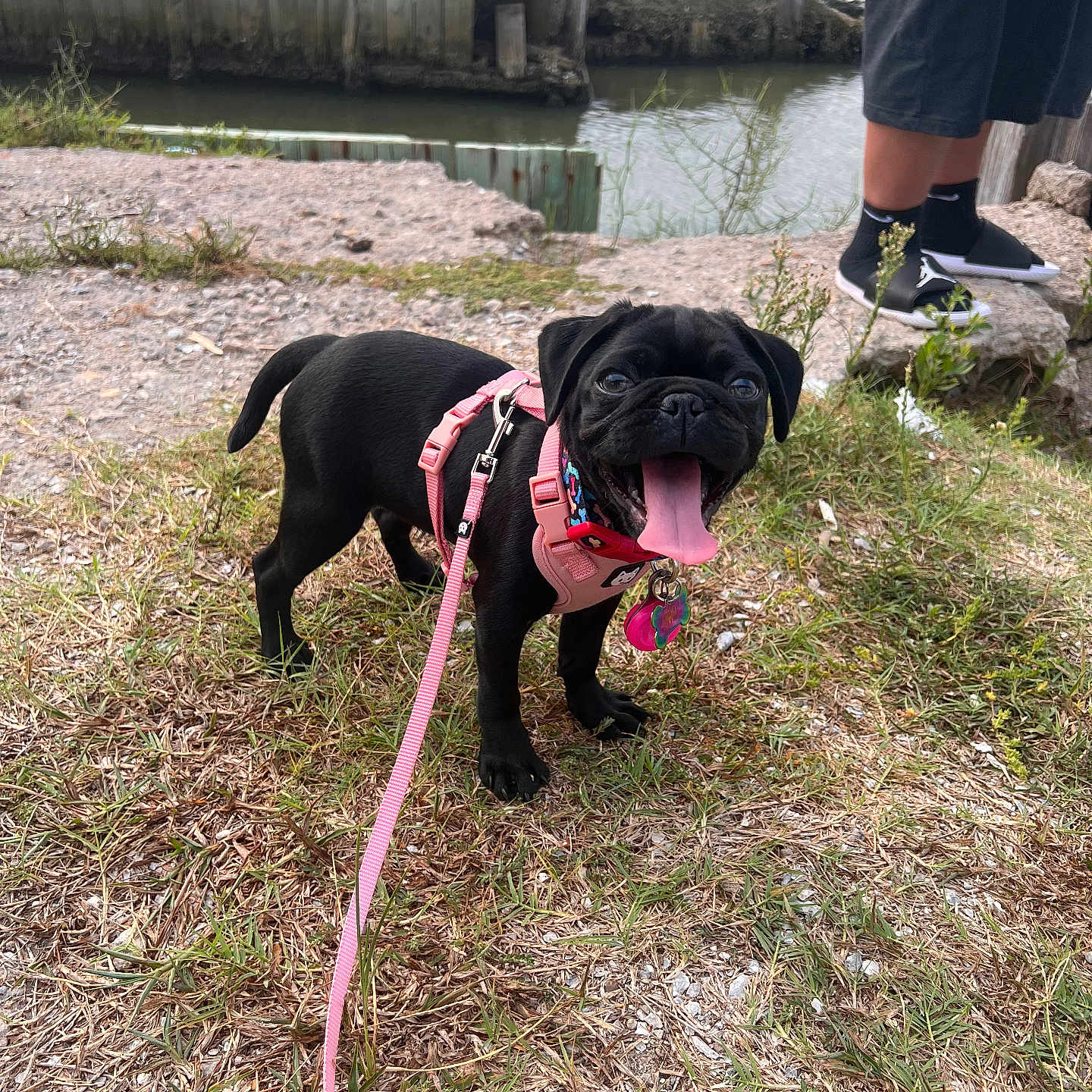 Daysee Lynn is registered to the contest to win money with this photo: animal, black_dog, canine, daytime, dog, grass, happy, harness, leash, nature, outdoor, person, pet, pug, river, shorts, sneakers, summer, tongue_out, water