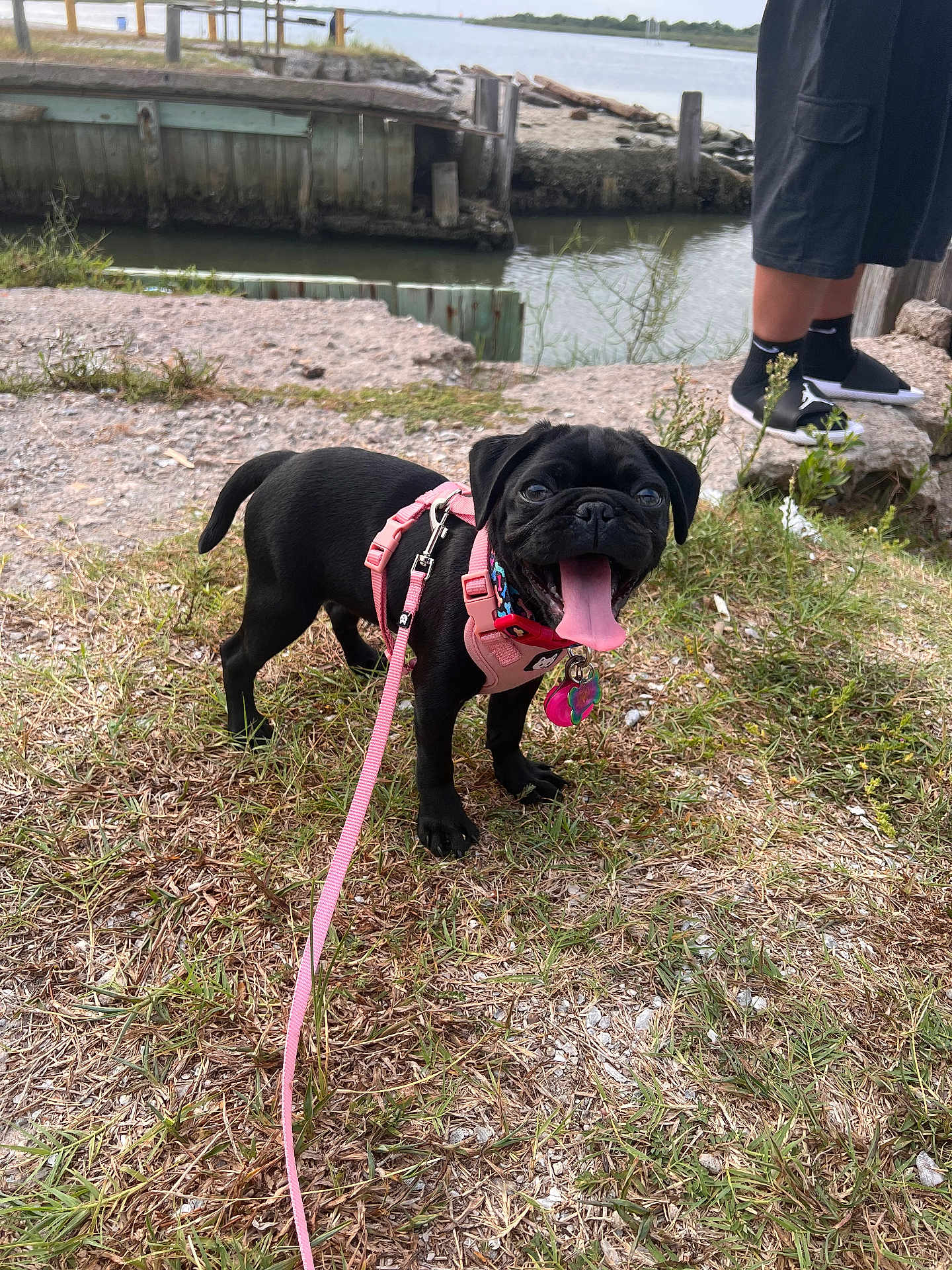 Daysee Lynn is registered to the contest to win money with this photo: dog, pug, black_dog, pet, harness, leash, grass, outdoor, water, river, person, shorts, sneakers, tongue_out, happy, animal, nature, summer, daytime, canine
