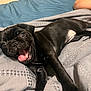 Daysee Lynn is registered to the contest to win money with this photo: dog, puppy, black_pug, tongue_out, blanket, bed, playful, pet, animal, cute, lying_down, fur, mouth_open, indoors, companion, adorable, expression, young, resting, canine