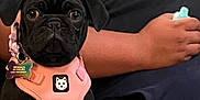 Daysee Lynn joined the competition — help win amazing prizes! puppy, dog, black_pug, pink_harness, pet, cute, sitting, indoor, person, human_arm, clothing, couch, closeup, animal, pet_accessory, collar_tag, looking_at_camera, young_dog, domestic_animal, companion