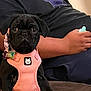 puppy, dog, black_pug, pink_harness, pet, cute, sitting, indoor, person, human_arm, clothing, couch, closeup, animal, pet_accessory, collar_tag, looking_at_camera, young_dog, domestic_animal, companion