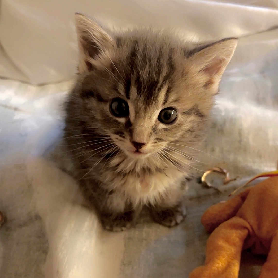 Daisy is registered to the contest to win money with this photo: abyssinian, angora, animal, blanket, canine, cat, dog, kitten, manx, pet, siamese