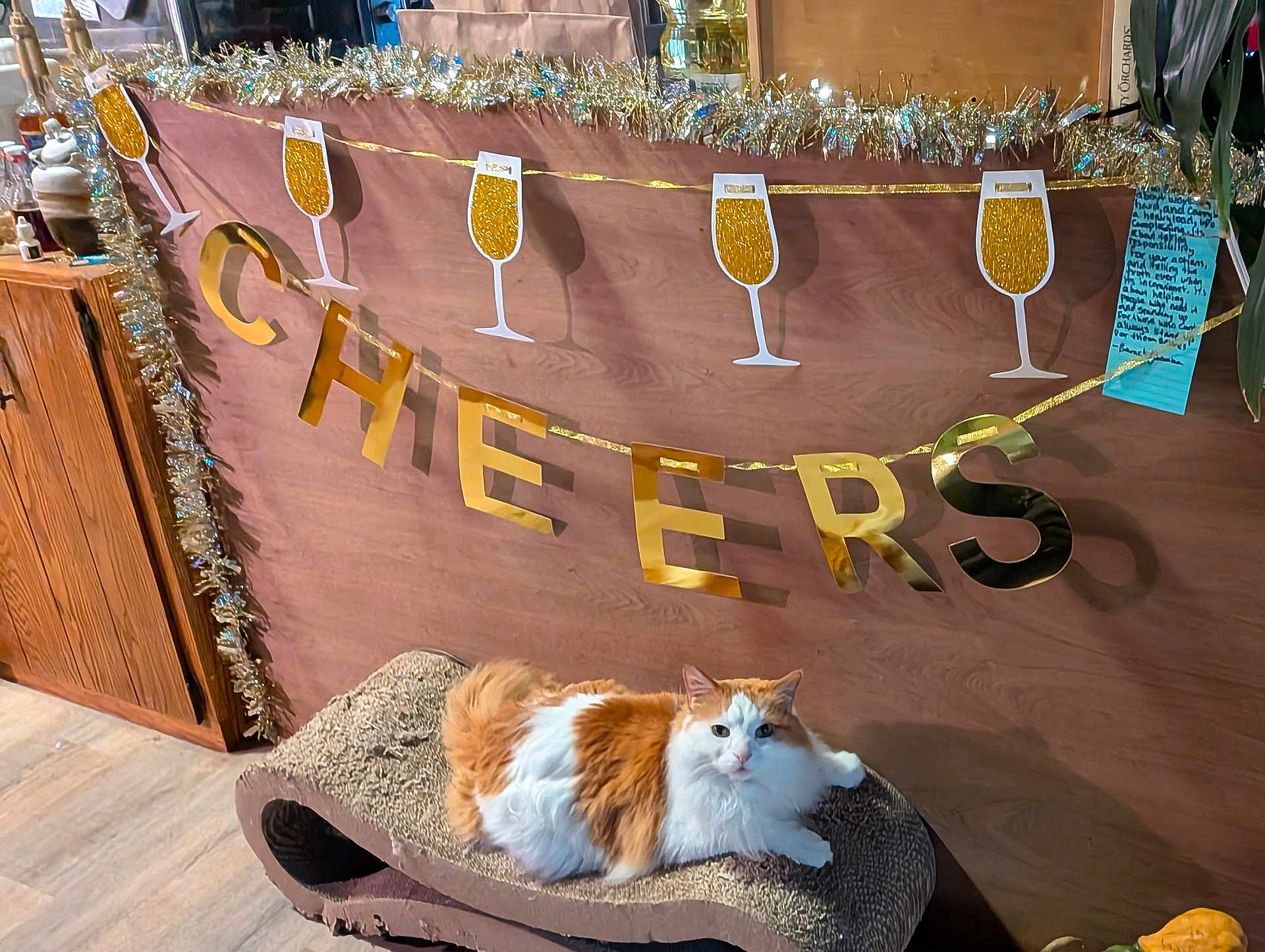 Kuro joined the competition — help win amazing prizes! cat, orange_and_white, fluffy, lounging, scratcher, wooden_wall, gold_letters, cheers, champagne_glass_cutouts, festive, tinsel, floor, indoor, pet, feline, celebration, decoration, relaxed, cute, holiday