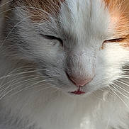 Kuro is registered to the contest to win money with this photo: cat, close_up, fluffy, white, orange, whiskers, nose, eyes_closed, pet, animal, feline, soft_light, peaceful, serene, cute, fur, paw, indoor, mammal, sleeping