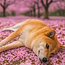 dog, shiba_inu, lying_down, pink_flowers, cherry_blossoms, spring, outdoor, nature, pet, flower_petals, tree, calm, relaxed, animal, closeup, ground, blurred_background, flora, cute, peaceful