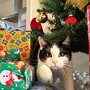 Saya participe au concours pour gagner de l'argent avec cette photo : cat, christmas_tree, christmas_ornaments, gift_wrap, holiday, present, decorations, indoor, pet, black_and_white_cat, curious, whiskers, paws, festive, pine_branches, bauble, holiday_season, celebration, closeup, playful