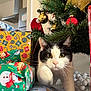 cat, christmas_tree, christmas_ornaments, gift_wrap, holiday, present, decorations, indoor, pet, black_and_white_cat, curious, whiskers, paws, festive, pine_branches, bauble, holiday_season, celebration, closeup, playful
