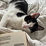 Saya a rejoint le concours — aidez-le/la à gagner de superbes lots ! cat, black_and_white_cat, bed, white_bed, blanket, book, indoor, curious, pet, feline, resting, cozy, domestic_animal, fur, whiskers, pink_nose, window, natural_light, relaxation, reading