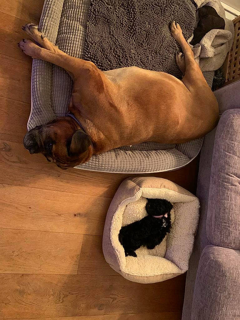 Penny joined the competition — help win amazing prizes! canidae, carnivore, comfort, companion_dog, dog, dog_breed, fawn, felidae, flooring, foot, fur, hardwood, human_leg, pet_supply, snout, sporting_group, thigh, wood, working_animal, wrist