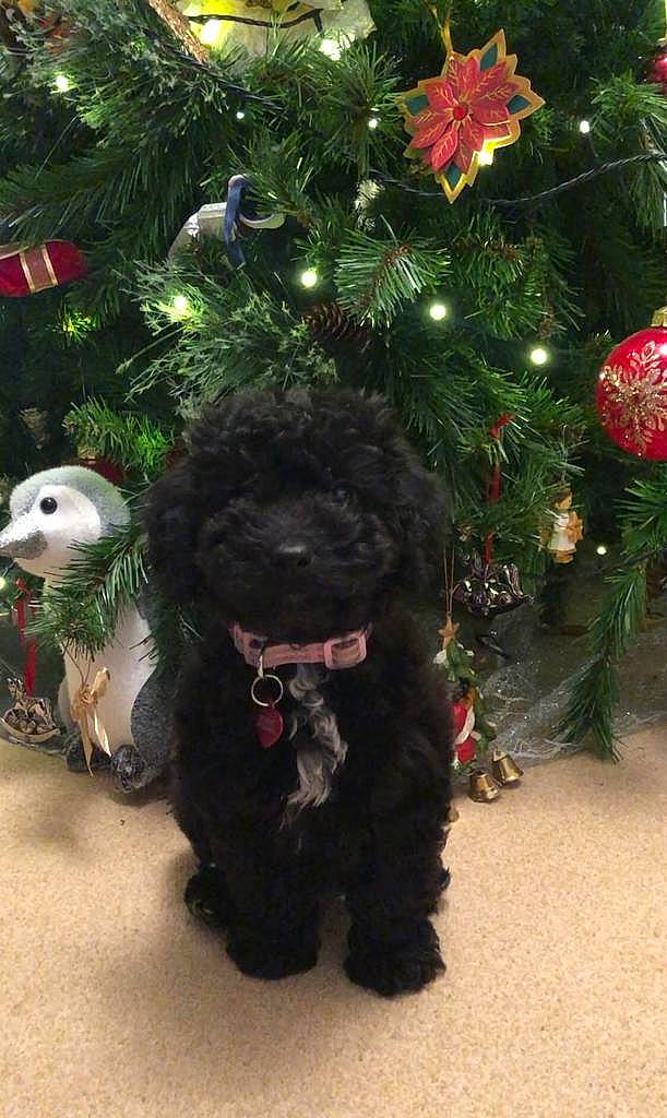 Penny joined the competition — help win amazing prizes! carnivore, christmas, christmas_decoration, christmas_ornament, christmas_tree, collar, companion_dog, conifer, dog, dog_breed, event, evergreen, fur, grass, holiday, holiday_ornament, ornament, plant, snout, tree