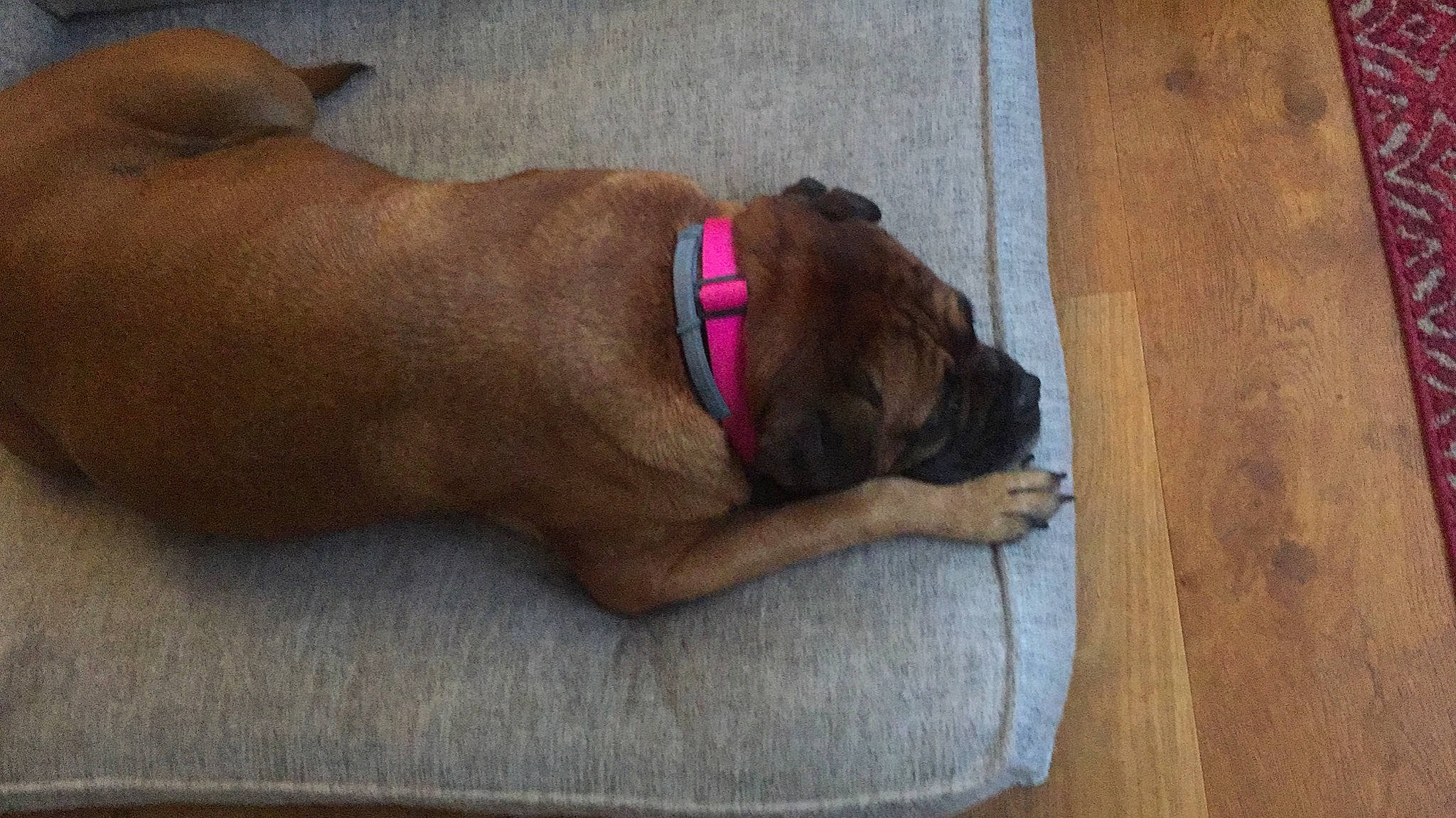 Kacey joined the competition — help win amazing prizes! canidae, carnivore, collar, companion_dog, dog, dog_breed, dog_collar, dog_supply, fawn, flooring, foot, hardwood, human_leg, liver, pet_supply, snout, sporting_group, tail, wood, working_animal