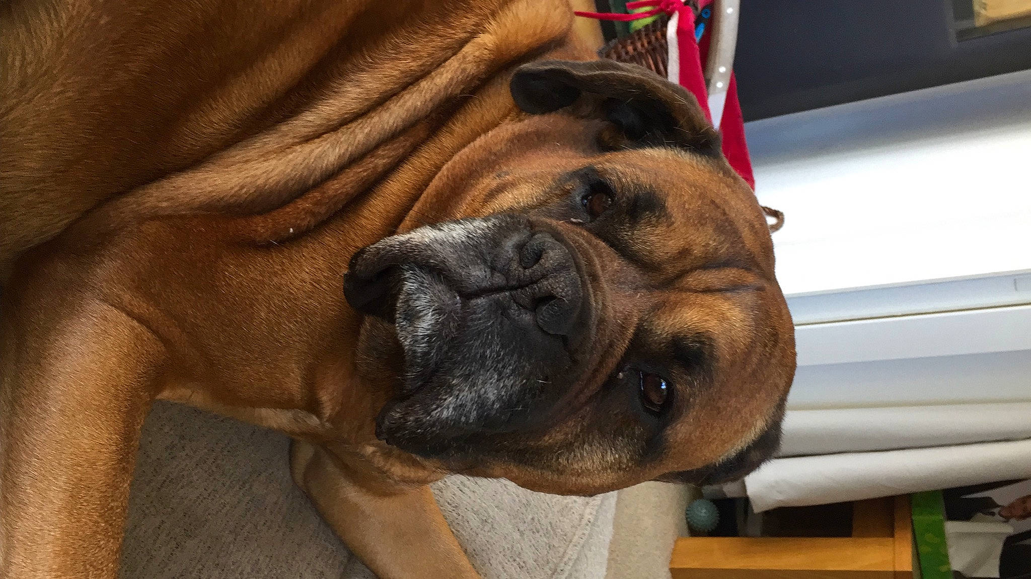 Kacey is registered to the contest to win money with this photo: biting, boxer, canidae, carnivore, collar, companion_dog, dog, dog_breed, ear, fawn, head, liver, molosser, snout, sporting_group, terrestrial_animal, whiskers, working_animal, working_dog, wrinkle