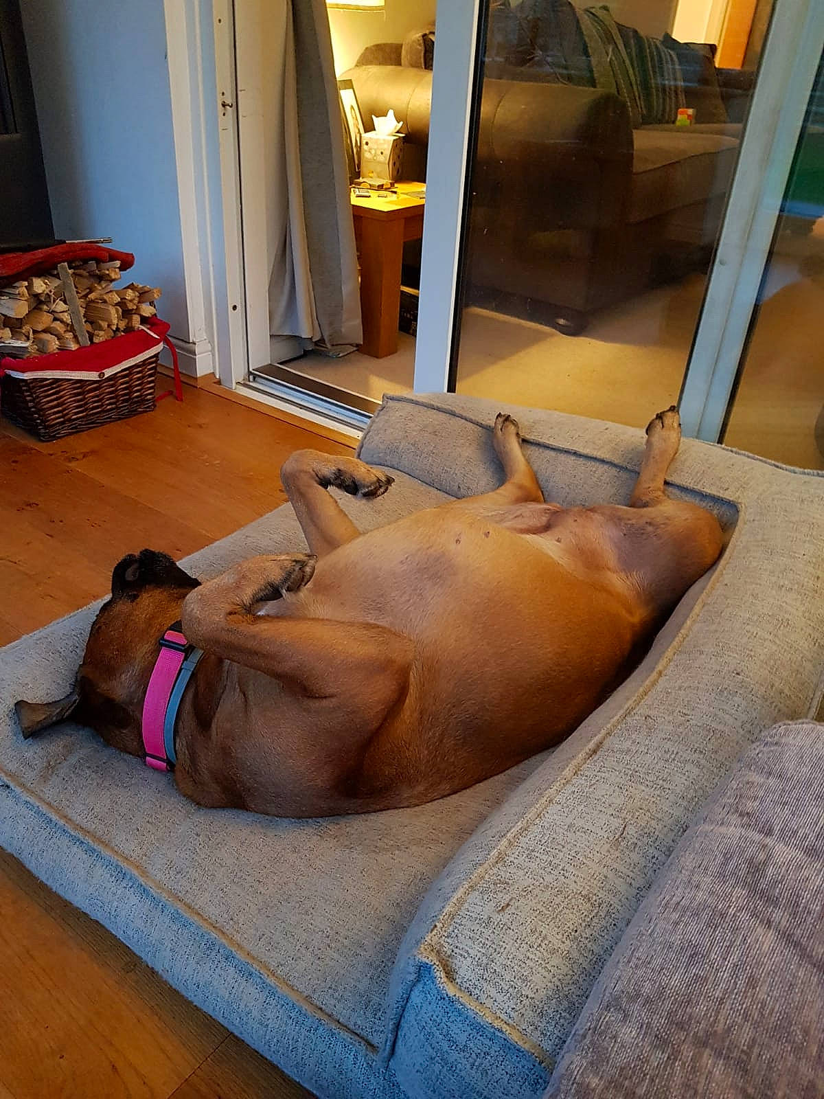 Kacey is registered to the contest to win money with this photo: canidae, carnivore, collar, comfort, companion_dog, curtain, dog, dog_breed, dog_supply, fawn, floor, flooring, guard_dog, hardwood, linens, pet_supply, room, sporting_group, wood, working_animal