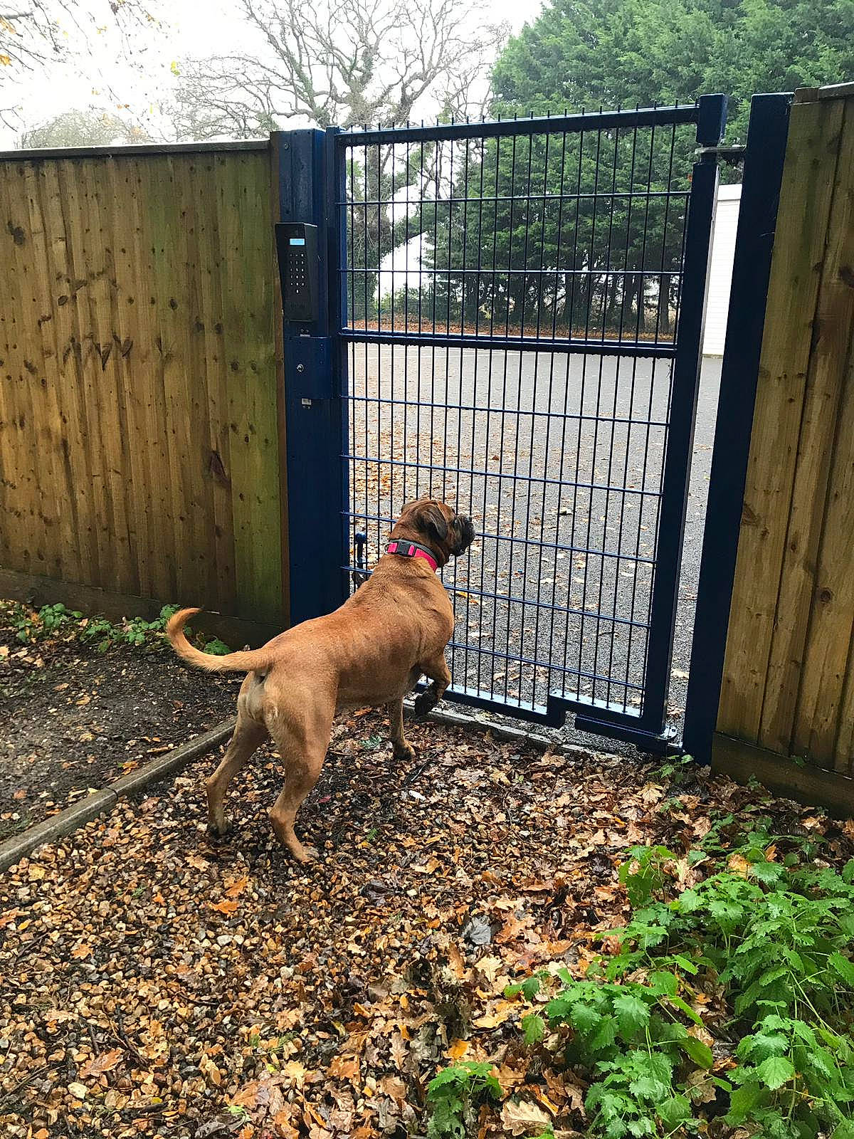 Kacey joined the competition — help win amazing prizes! carnivore, collar, companion_dog, dog, dog_breed, fawn, fence, garden_hose, grass, gun_dog, home_fencing, leash, pet_supply, plant, sky, sporting_group, tail, tree, wood, working_animal