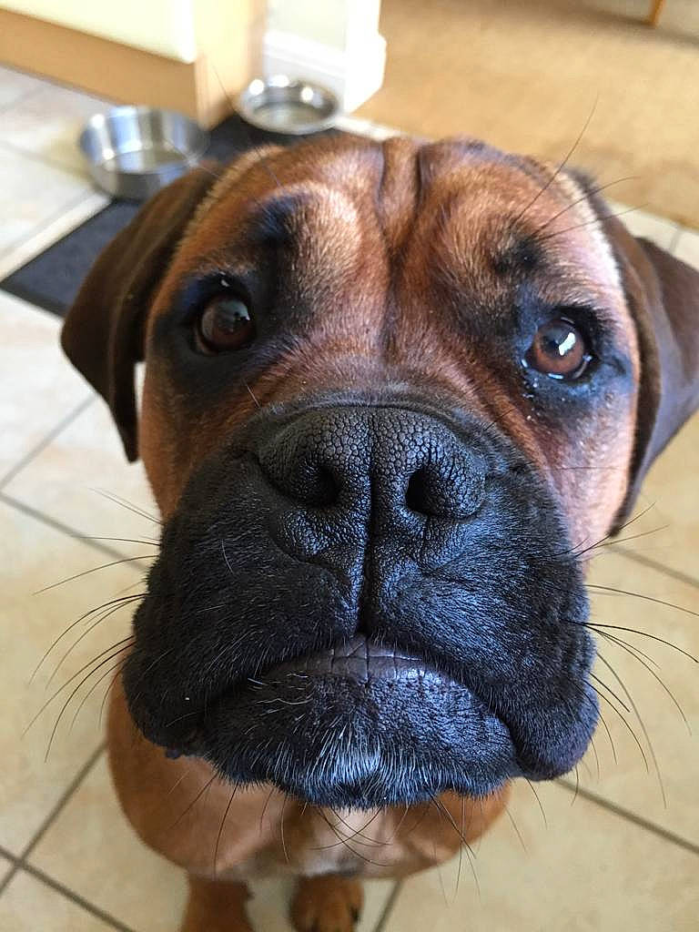 Kacey is registered to the contest to win money with this photo: boxer, canidae, carnivore, collar, companion_dog, dog, dog_breed, fawn, fur, giant_dog_breed, liver, non_sporting_group, pet_supply, serveware, snout, sporting_group, whiskers, working_animal, working_dog, wrinkle
