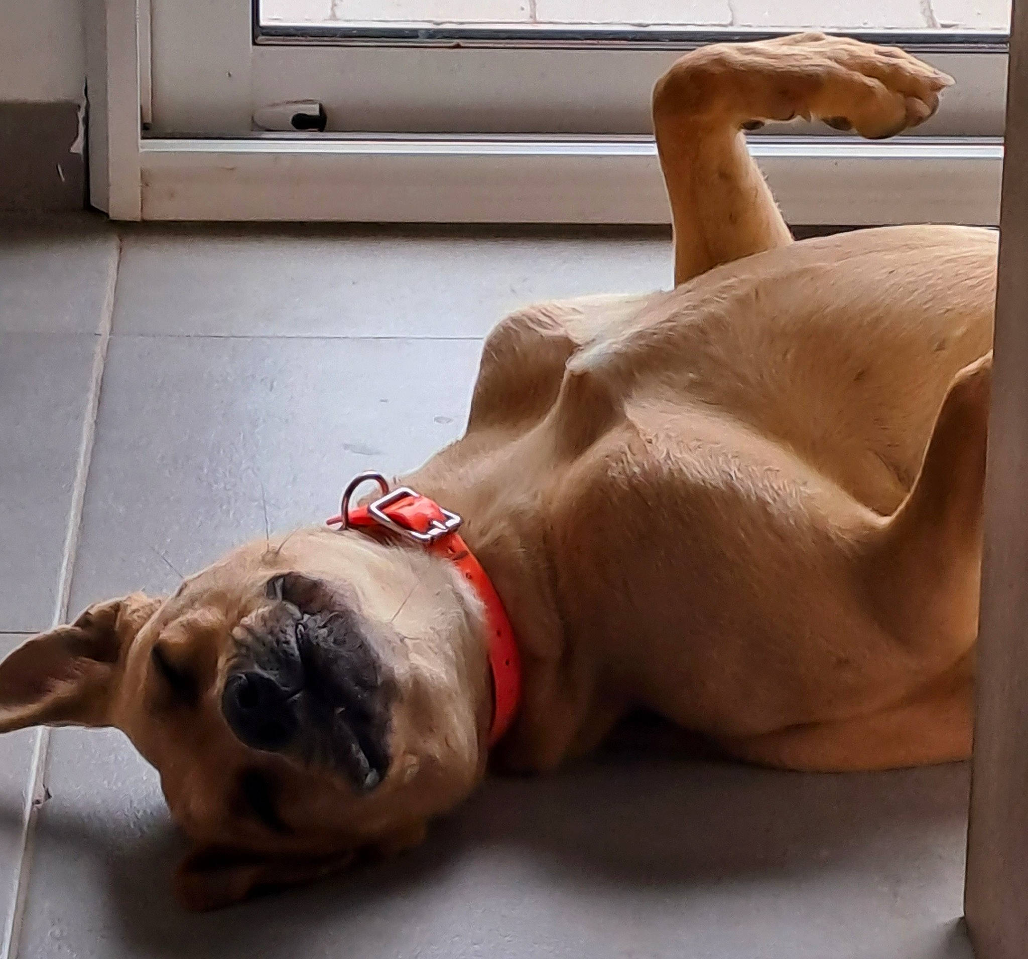 Thalias a rejoint le concours — aidez-le/la à gagner de superbes lots ! abdomen, carnivore, chest, comfort, companion_dog, dog, dog_breed, ear, elbow, fawn, flooring, foot, jaw, liver, snout, sporting_group, trunk, whiskers, working_animal, wrinkle