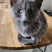 Nounours a rejoint le concours — aidez-le/la à gagner de superbes lots ! cat, gray_cat, indoor, table, wooden_table, pet, animal, feline, whiskers, ears, eyes, fur, close_up, domestic_cat, curious, sitting, household, blurred_background, calm, looking_at_camera