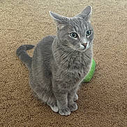Opal joined the competition — help win amazing prizes! cat, gray_cat, pet, feline, sitting, carpet, indoor, green_toy, animal, whiskers, ears, tail, fur, portrait, looking_at_camera, floor, home, cute, alert, domestic_animal