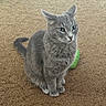 cat, gray_cat, pet, feline, sitting, carpet, indoor, green_toy, animal, whiskers, ears, tail, fur, portrait, looking_at_camera, floor, home, cute, alert, domestic_animal