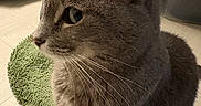 Opal joined the competition — help win amazing prizes! cat, gray_cat, feline, pet, animal, whiskers, ears, green_eyes, short_hair, sitting, indoors, floor, cushion, rug, closeup, portrait, side_profile, fur, domestic_animal, relaxed