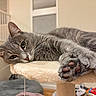 cat, gray_cat, pet, feline, sleeping, relaxed, lying_down, paw, paw_pads, whiskers, ears, eyes, nose, fur, cat_tree, indoors, home, cozy, close_up, portrait