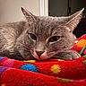 Opal joined the competition — help win amazing prizes! cat, gray_cat, pet, feline, animal, whiskers, ears, eyes, nose, fur, lying_down, relaxed, indoor, blanket, colorful, red, blue, yellow, portrait, close_up