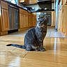 Opal joined the competition — help win amazing prizes! cat, gray_cat, pet, animal, sitting, indoors, kitchen, wood_floor, cabinet, appliance, oven, microwave, refrigerator, sink, countertop, window, portrait, whiskers, ears, tail