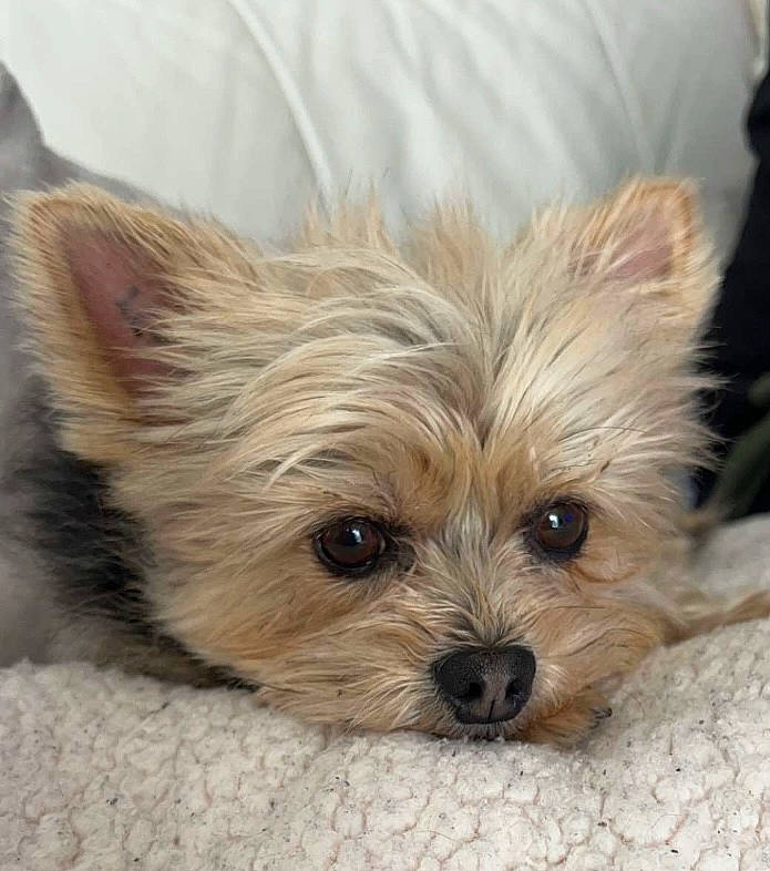 Inna participe au concours pour gagner de l'argent avec cette photo : biewer_terrier, blond, canidae, carnivore, companion_dog, dog, dog_breed, dog_supply, ear, fawn, fur, liver, small_terrier, snout, sporting_group, terrestrial_animal, toy_dog, working_animal, yorkipoo, yorkshire_terrier