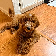 Shampi joined the competition — help win amazing prizes! animal, brown_dog, cabinet, canine, companion, curious, curly_hair, cute, dog, domestic, floor, fur, indoor, kitchen, looking_up, lying_down, pet, puppy, relaxed, wooden_floor