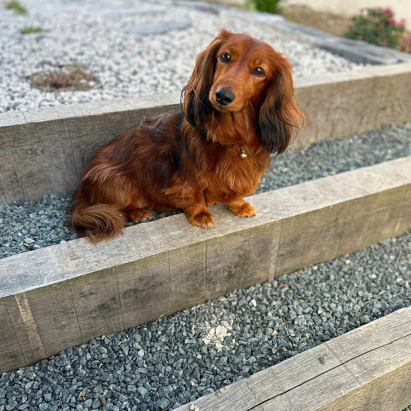 Ruby participe au concours pour gagner de l'argent avec cette photo : animal, brown_coat, collar, curious, cute, dachshund, daylight, dog, flower_pot, fur, garden, gravel, head_tilt, long_hair, nature, outdoor, pet, plant, small_dog, wooden_beam