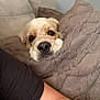 Grandpa is registered to the contest to win money with this photo: dog, blanket, couch, cozy, indoor, pet, fur, snuggling, comfort, resting, canine, home, relaxation, brown, person, arm, soft, cute, sleepy