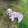 Grandpa joined the competition — help win amazing prizes! dog, grass, outdoor, pet, animal, canine, curious, lawn, spotted, white, cream, fur, ears, face, tire, vehicle, exhaust_pipe, nature, daylight, standing