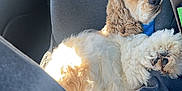 Grandpa is registered to the contest to win money with this photo: dog, sleeping, car_interior, seat_cover, sunlight, curled_up, fluffy, cozy, pet, nap, window, seatbelt, relaxing, fur, animal, companion, domestic_animal, transportation, resting, indoor