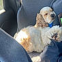 dog, sleeping, car_interior, seat_cover, sunlight, curled_up, fluffy, cozy, pet, nap, window, seatbelt, relaxing, fur, animal, companion, domestic_animal, transportation, resting, indoor