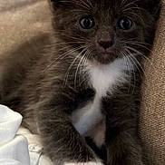 Cindy is registered to the contest to win money with this photo: kitten, cat, black_and_white, white_paws, couch, furniture, pet, cute, animal, whiskers, feline, young, indoor, soft, fur, relaxed, closeup, paw, resting, cozy