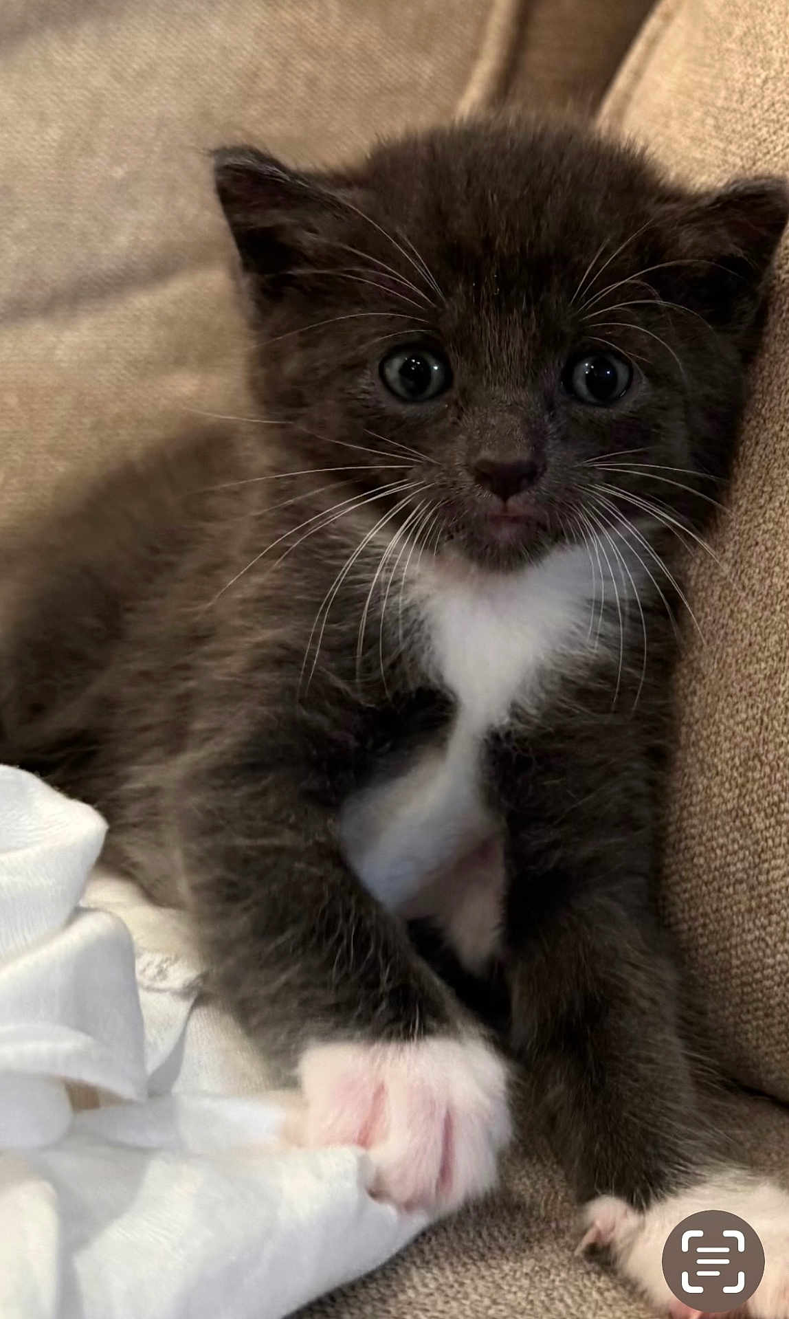 Cindy is registered to the contest to win money with this photo: kitten, cat, black_and_white, white_paws, couch, furniture, pet, cute, animal, whiskers, feline, young, indoor, soft, fur, relaxed, closeup, paw, resting, cozy