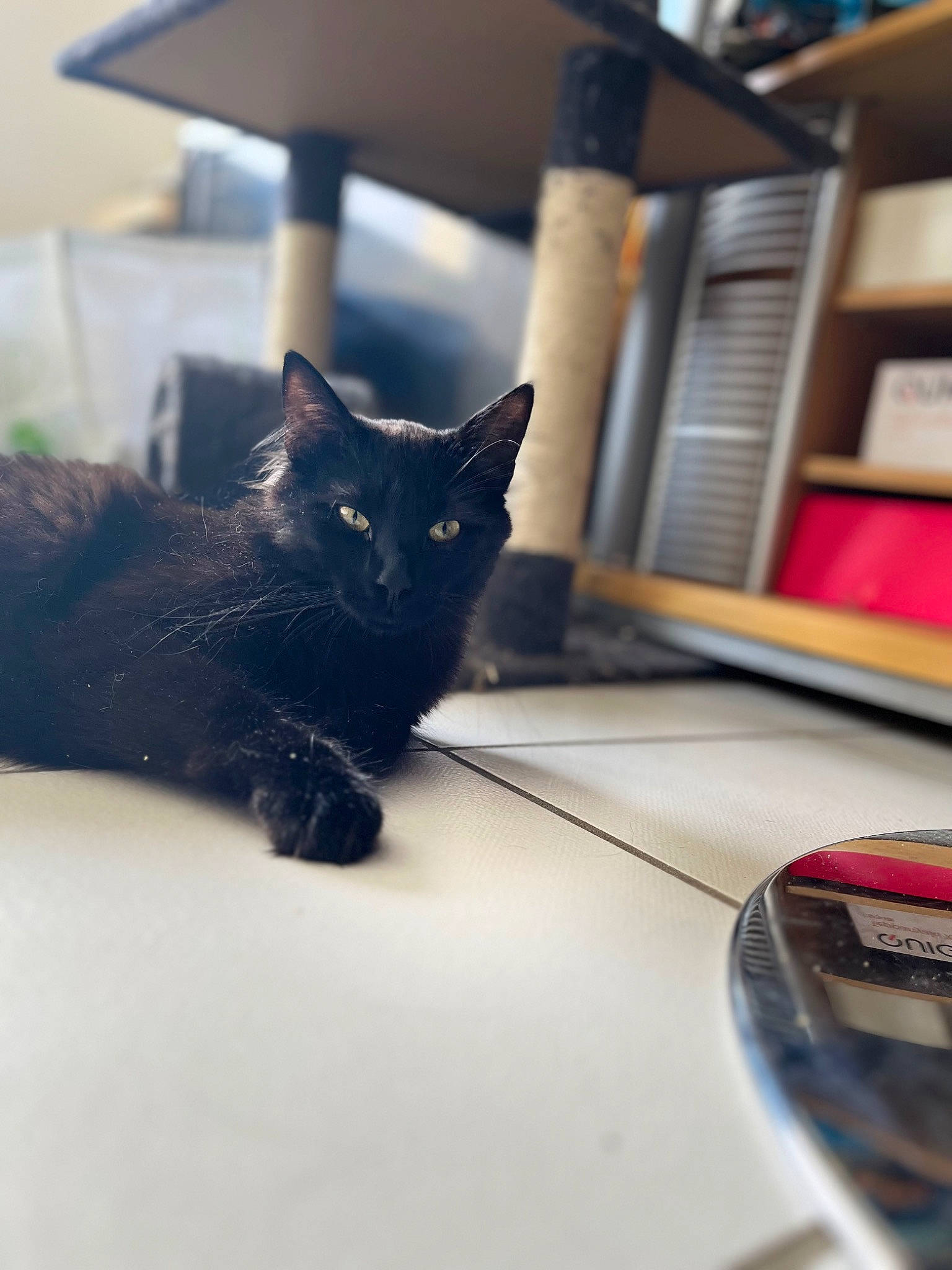 Neptune participe au concours pour gagner de l'argent avec cette photo : black_cat, bombay, bookcase, carnivore, cat, domestic_short_haired_cat, felidae, floor, flooring, fur, grey, lamp, paw, room, shelf, small_to_medium_sized_cats, tail, tints_and_shades, whiskers, wood