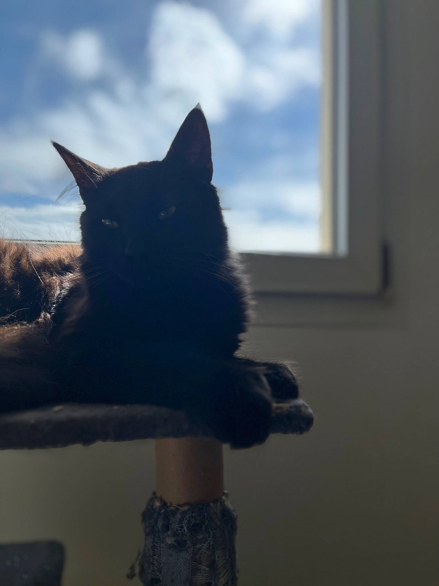 Neptune a rejoint le concours — aidez-le/la à gagner de superbes lots ! black_cat, carnivore, cat, cloud, domestic_short_haired_cat, electric_blue, felidae, fur, grey, plant, shadow, sky, small_to_medium_sized_cats, snout, tail, tints_and_shades, tree, whiskers, window, wood