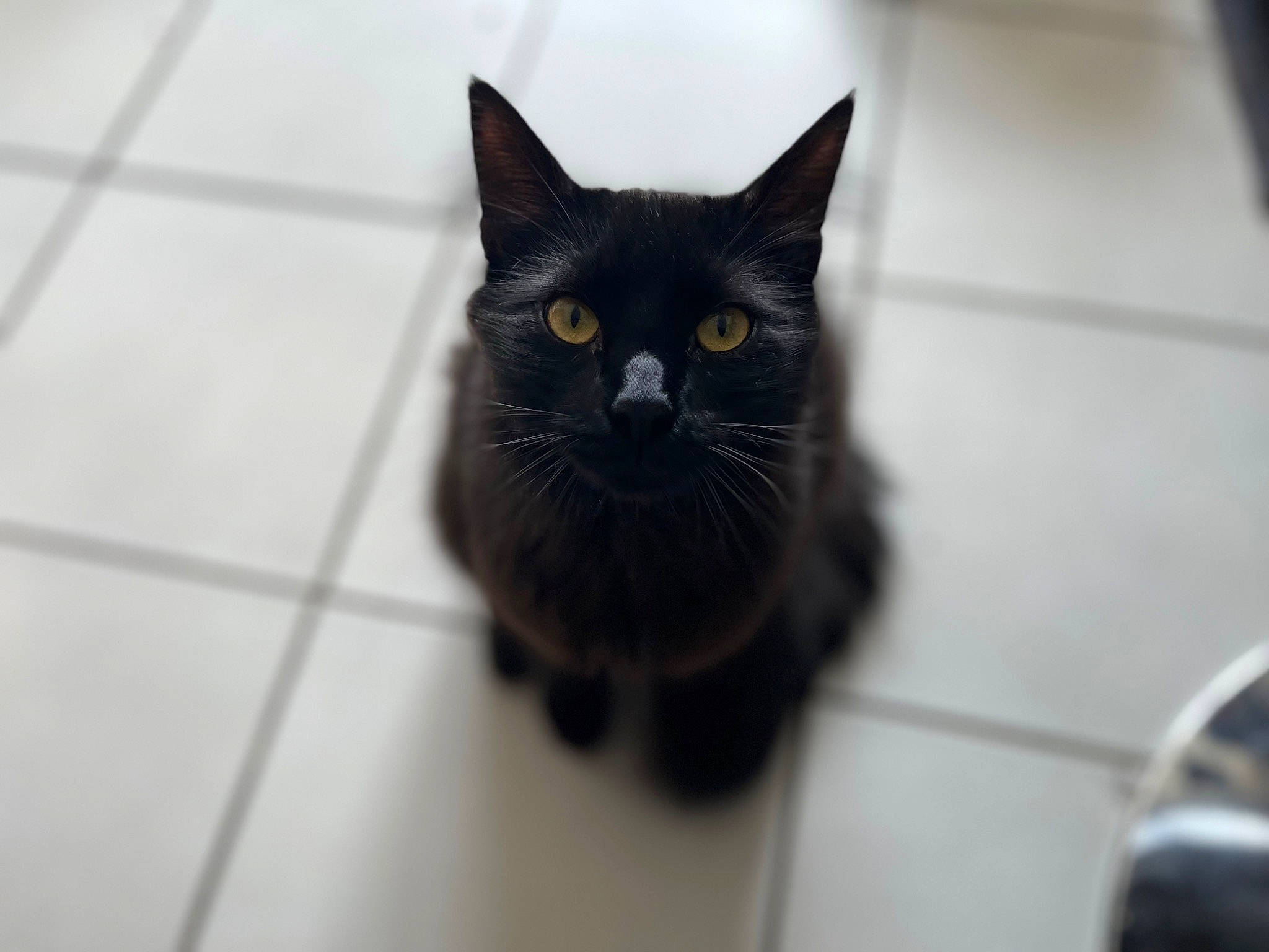 Neptune participe au concours pour gagner de l'argent avec cette photo : black_cat, bombay, carnivore, cat, domestic_short_haired_cat, felidae, flooring, fur, grey, iris, monochrome, monochrome_photography, paw, small_to_medium_sized_cats, snout, tail, terrestrial_animal, tile, tile_flooring, whiskers