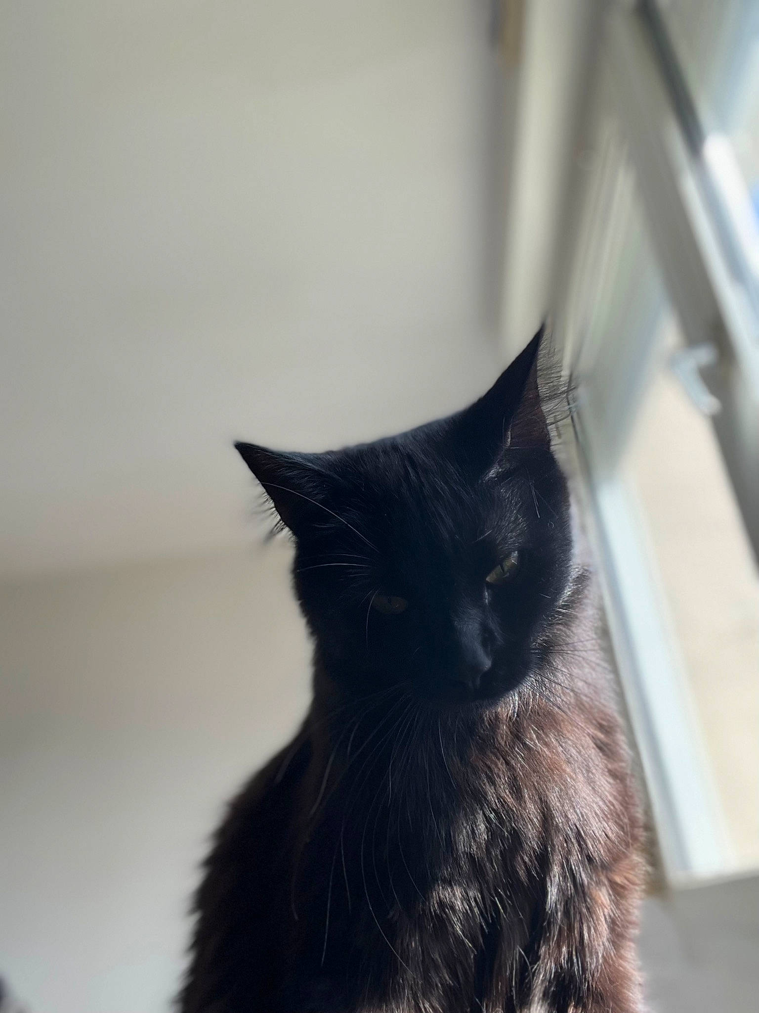 Neptune participe au concours pour gagner de l'argent avec cette photo : black_cat, carnivore, cat, claw, domestic_short_haired_cat, eye, felidae, flooring, fur, grey, monochrome_photography, paw, plant, small_to_medium_sized_cats, snout, tail, tints_and_shades, tree, whiskers, window