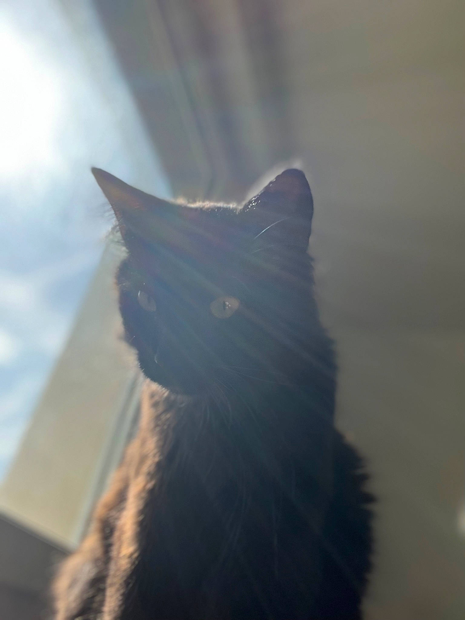 Neptune participe au concours pour gagner de l'argent avec cette photo : backlighting, carnivore, cat, felidae, fur, plant, shadow, small_to_medium_sized_cats, snout, tail, tints_and_shades, tree, whiskers