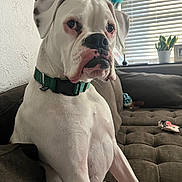 Duncan joined the competition — help win amazing prizes! dog, boxer, white_dog, pet, indoor, couch, furniture, window, blinds, plant, collar, sitting, side_view, animal, domestic_animal, fur, expression, brown_couch, home, relaxed